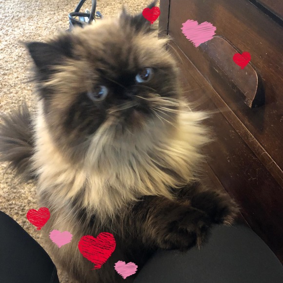 Meet your Posher, Michelle - Picture 1 of 1